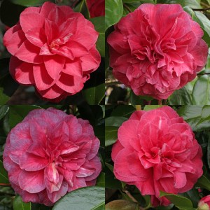 Camellia japonica 'Purple Emperor'