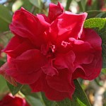 Camellia reticulata 'Purple Gown'
