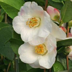 Camellia 'Quintessence'