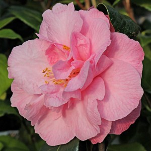 Camellia x williamsii 'Quinto'