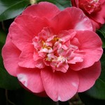 Camellia japonica 'R.L. Wheeler'