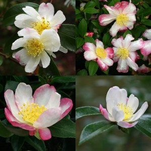 Camellia sasanqua 'Rainbow'