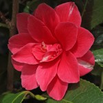 Camellia japonica 'Rainy Sun'