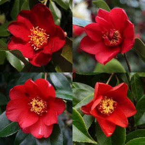 Camellia japonica 'Red Cardinal'