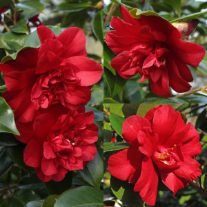 Camellia x williamsii 'Red Dahlia'