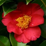 Camellia japonica 'Red Dandy'