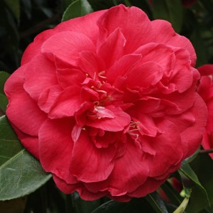 Camellia japonica 'Red Ensign'