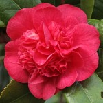 Camellia 'Red Fellow'