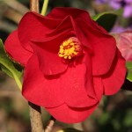 Camellia japonica 'Red Hots'