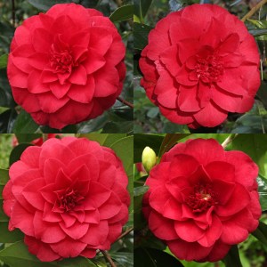 Camellia japonica 'Red Red Rose'