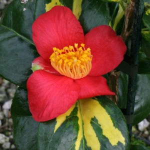 Camellia rusticana 'Reigyoku'