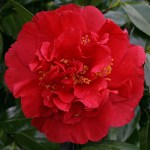 Camellia x williamsii 'Rendezvous'