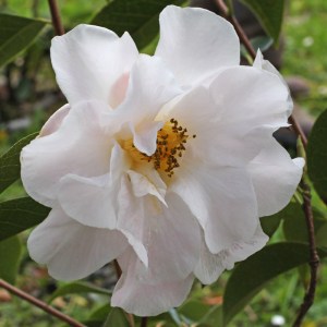 Camellia reticulata, white form.