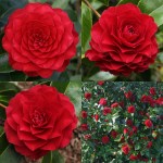 Camellia japonica 'Roger Hall'