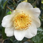 Camellia japonica 'Rôgetsu'