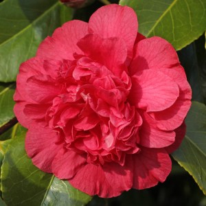 Camellia japonica 'Roman Soldier'