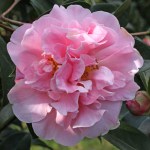 Camellia x williamsii 'Rose Bouquet'