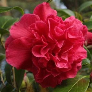 Camellia x williamsii 'Rose Parade'