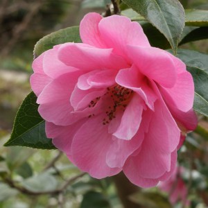Camellia x williamsii 'Rose Quartz'