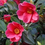 Camellia 'Rosemary Sawle'