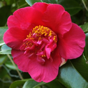 Camellia x williamsii 'Rosie Anderson'