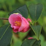 Camellia rosiflora