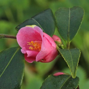 Camellia rosiflora