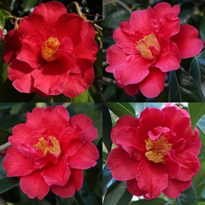 Camellia 'Royalty'