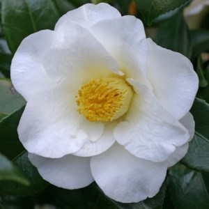 Camellia japonica 'Roza Harrison'