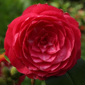 Camellia japonica 'Ruby Creek'