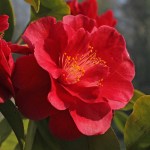Camellia japonica 'Ruddigore'