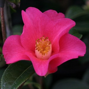 Camellia saluensis Dark red form