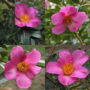 Camellia saluensis