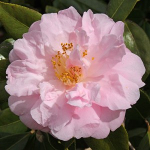 Camellia 'Salutation'