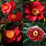 Camellia japonica 'San Dimas'