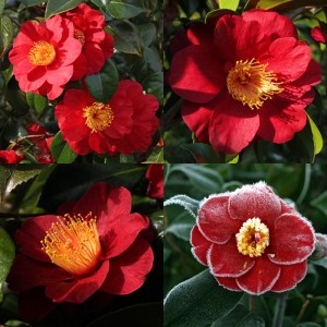 Camellia japonica 'San Dimas'