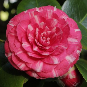 Camellia japonica 'Sarah Frost'