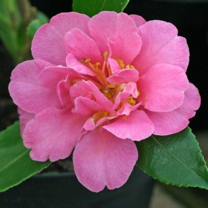 Camellia 'Sasanqua Rosea Plena'