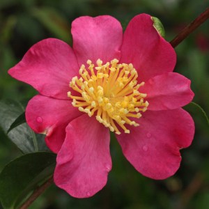 Camellia sasanqua 'Sasanqua Rubra'