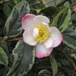 Camellia sasanqua 'Sasanqua Variegata'
