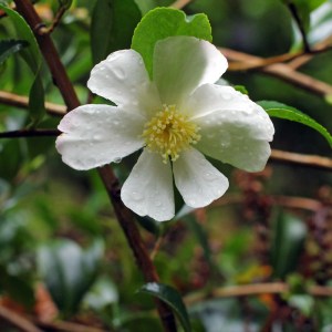 Camellia sasanqua