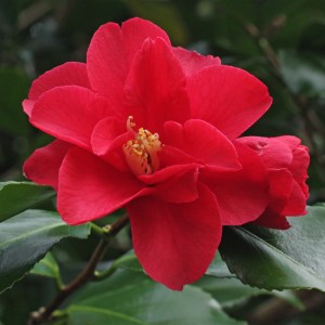 Camellia japonica 'Satanella'
