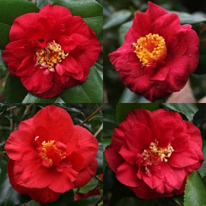 Camellia japonica 'Satan's Robe'