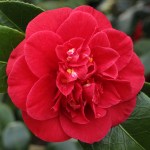 Camellia japonica 'Saturnia'