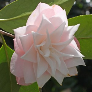 Camellia japonica 'Sawada's Dream'