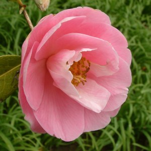 Camellia x williamsii 'Sayonara'