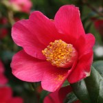 Camellia japonica 'Scented Red'