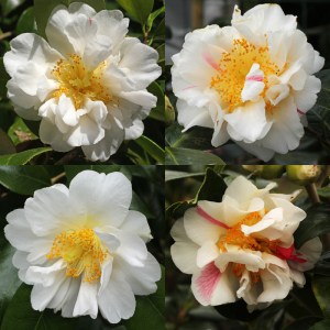 Camellia 'Scented Sun'