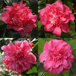 Camellia japonica 'Scentsation'