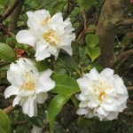 Camellia 'Scentuous'